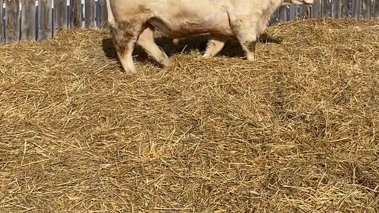 RPH 8H VIDEO